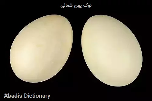 نوک پهن شمالی